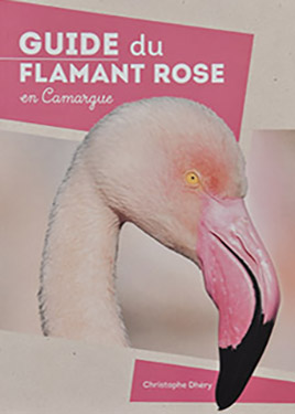 flamant rose